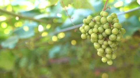 Bunch of grapes on vine in summer breeze. Stock Footage 100665523