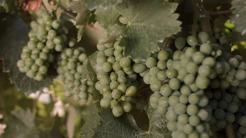 Bunch of grapes in Vineyard. 스톡 동영상 87462317
