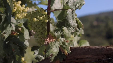 Bunch of grapes in Vineyard. Vídeo Stock 87462326