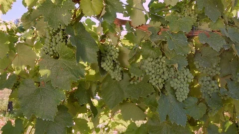 Bunch of grapes in Vineyard. Stock Footage 87462360