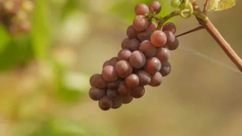 Bunch of grapes in a vineyard Stock Footage 152145758