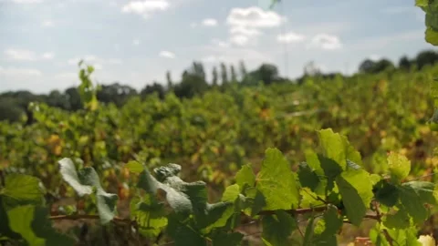Bunch of grapes in vineyard Stock Footage 152145842