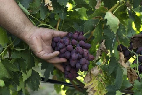 Bunch of grapes in a vineyard in a hand Stock Photos