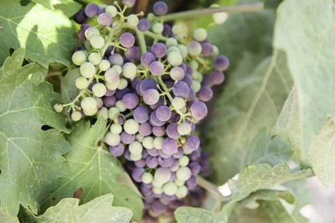 Bunch of grapes in a vineyard Stock Photos