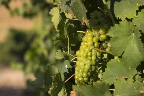 Bunch of grapes in a vineyard  Stock Photos