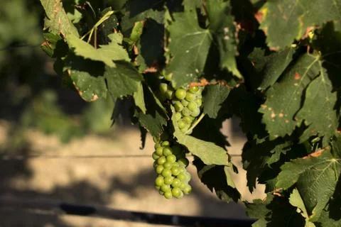 Bunch of grapes in a vineyard  Stock Photos
