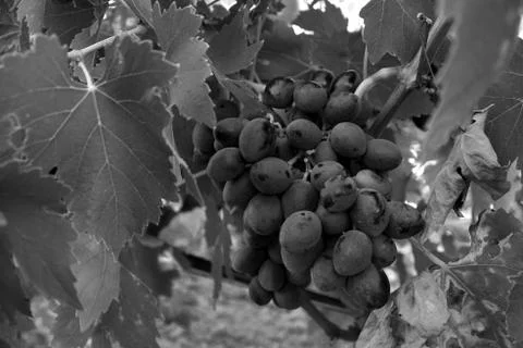 Bunch of grapes in a vineyard Stock Photos
