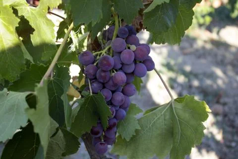 Bunch of grapes in a vineyard Stock Photos