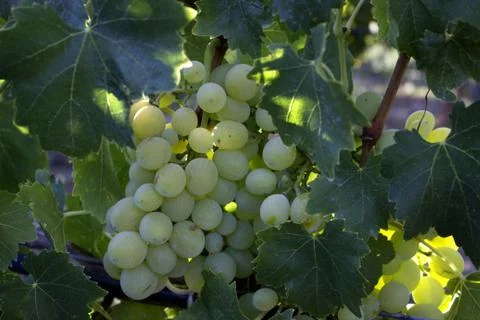 Bunch of grapes in a vineyard Stock Photos