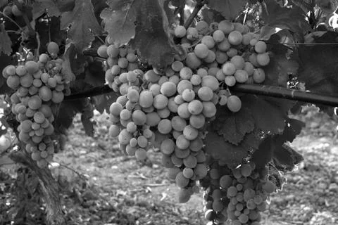 Bunch of grapes in a vineyard Stock Photos