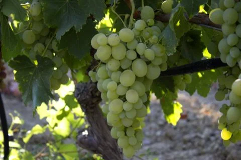 Bunch of grapes in a vineyard Stock Photos