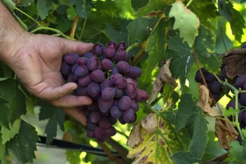 Bunch of grapes in a vineyard Stock Photos