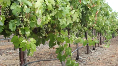 Bunch of Grapes to Vineyard Row Pan Right Stock Footage 31701206