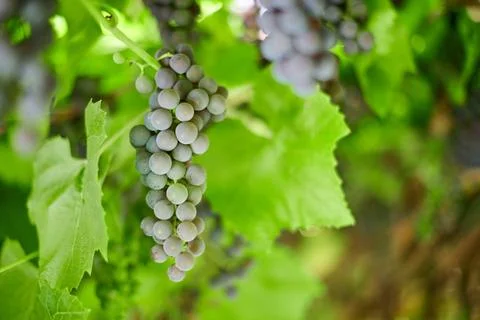 Bunch of grapes on vineyard. Table red grape with green vine leaves at sunn.. Stock Photos
