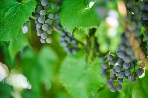 Bunch of grapes on vineyard. Table red grape with green vine leaves at sunn.. Stock Photos