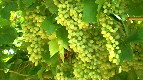 A bunch of grapes, white grapes on a vine. Video stock 149374471