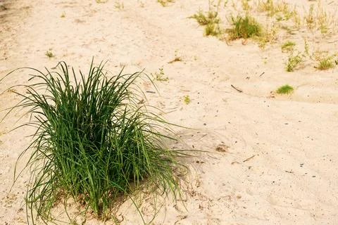 A bunch of grass on the sand beach Stock Photos