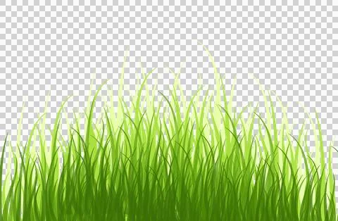 A bunch of grass. Springtime tender grass, isolated on transparent without .. Illustrazione stock