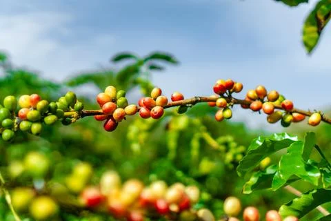 A bunch of green and red berries hanging from a tree Stock Photos
