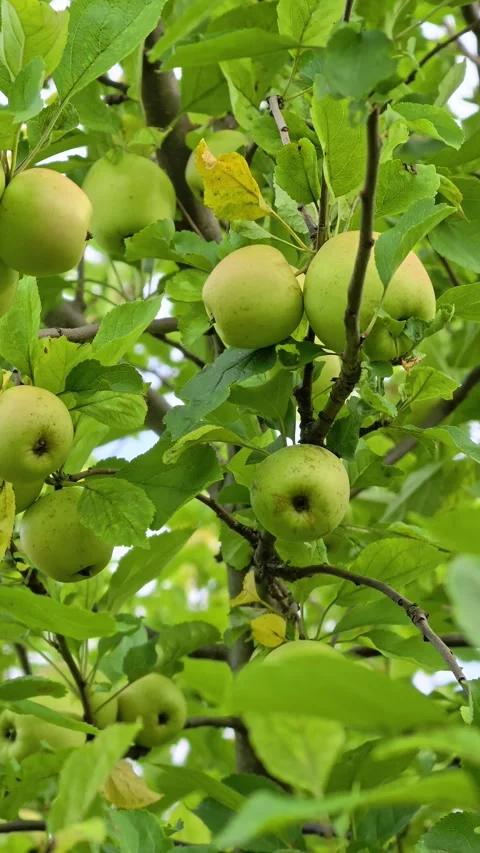 A bunch of green apples hanging from a tree branch Stock Footage 344796567