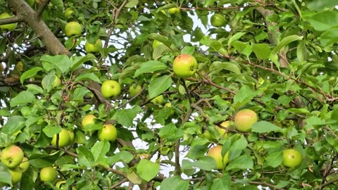 A bunch of green apples hanging from a tree branch Stock Footage 344796718