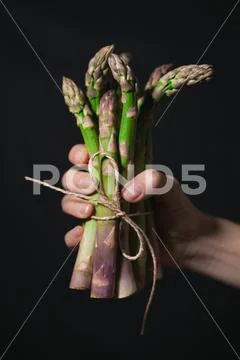 A bunch of green asparagus held by a female hand Stock Photos