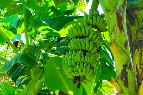 Bunch of green banana on tree Stock Photos