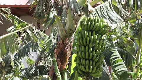 Bunch of green bananas Stock Footage 108262129