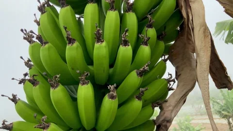 Bunch of Green Bananas Growing on Tree in Tropical Plantation Stock Footage 342483272