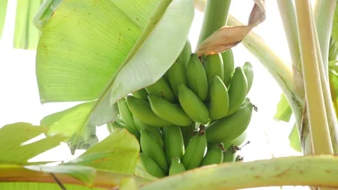 Bunch of green bananas hanging on a tree behind the leaves Stock Footage 147688982