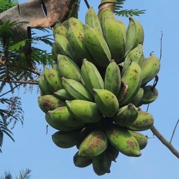 Bunch of Green Bananas Hanging from a Tree Foto stock