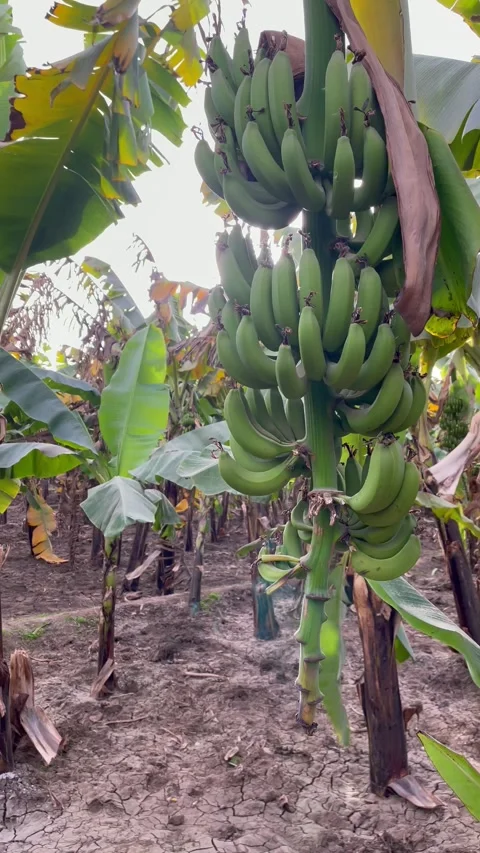 Bunch of green bananas sway in the wind on banana palm tree. Banana plantation Stock Footage 170785478