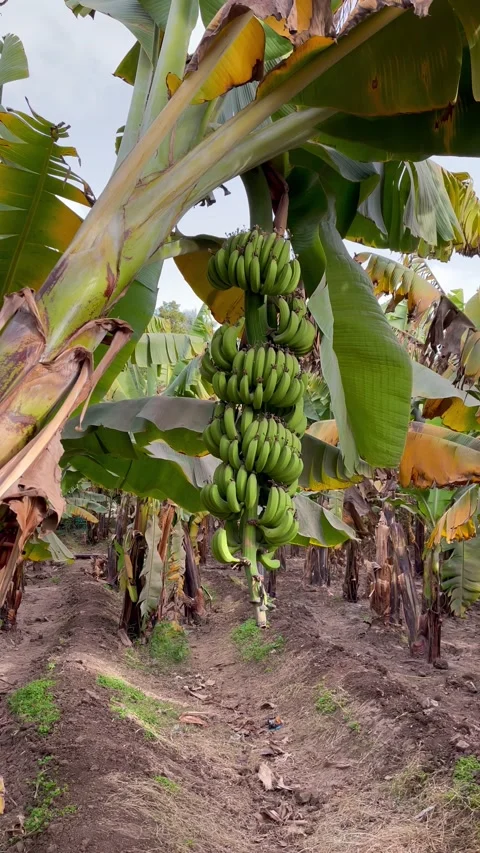 Bunch of green bananas sway in the wind on banana palm tree. Banana plantation Stock Footage 171545963
