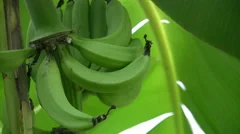 A large bunch of organic bananas on a ba, Stock Video