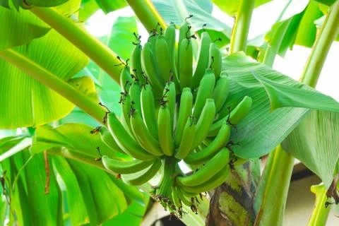 Bunch of green bananas on tree Stock Photos