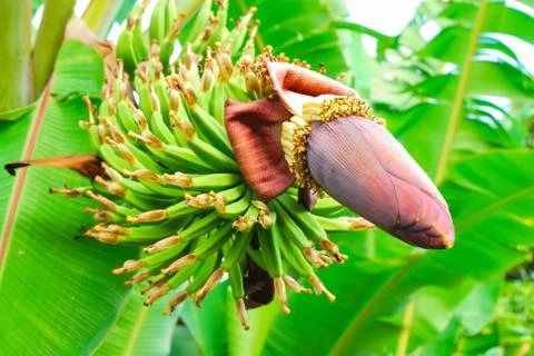Bunch of green bananas on tree Stock Photos