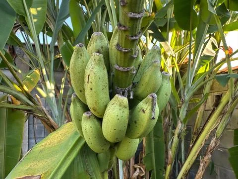 Bunch of green bananas on the tree Stock Photos