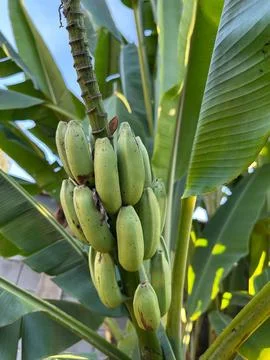 Bunch of green bananas on the tree Stock Photos