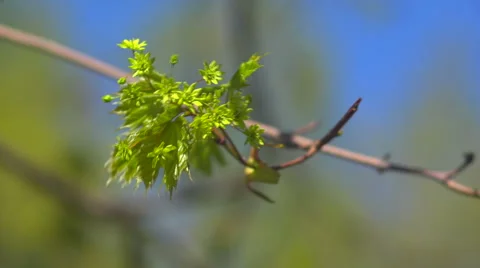 A bunch of green on branch Stock Footage 57967361