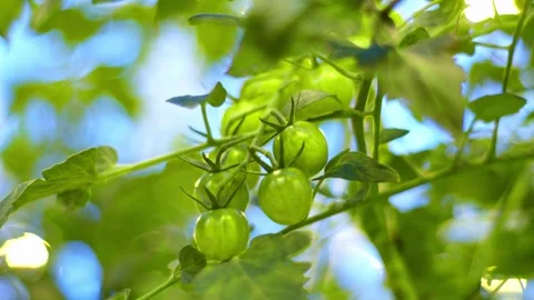 A bunch of green cherry tomatoes sway in the wind, the branch cannot withstand Stock Footage 257305014