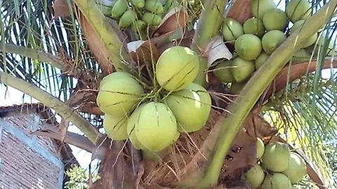 Bunch of green coconut fruit on the tree Stock Footage 120587909