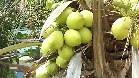 Bunch of green coconut on the tree Stock Footage 121560906