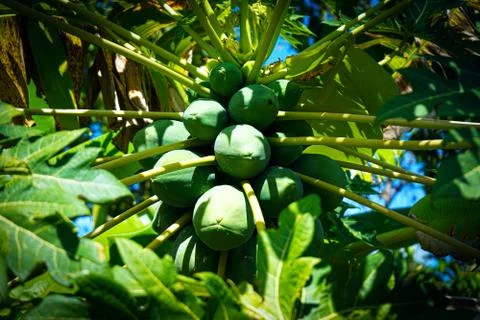 A bunch of green coconuts on a coconut tree Stock-Fotos