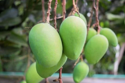 Bunch of green colored mango fruit hanging from a big mango tree in the wild Stock Photos