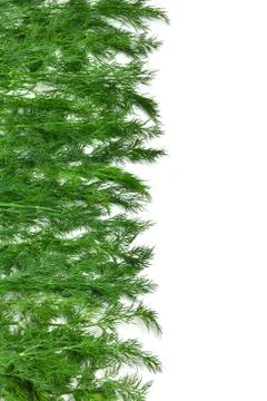 Bunch of green dill Stock Photos