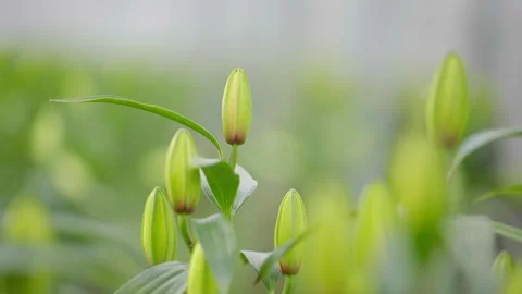 A bunch of green flowers with brown tips Stock Footage 297774865