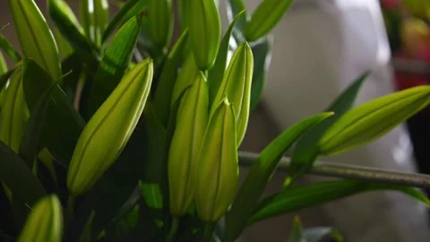 A bunch of green flowers with long stems Stock Footage 297775281
