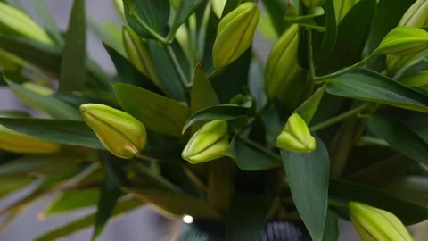 A bunch of green flowers with white tips Stock Footage 297775948