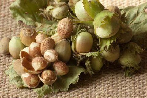 Bunch of green forest hazelnuts Stockfoto's
