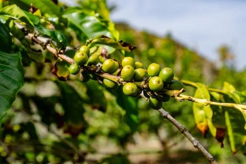 A bunch of green fruit hanging from a tree Stock Photos